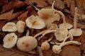 Hygrophorus lindtneri